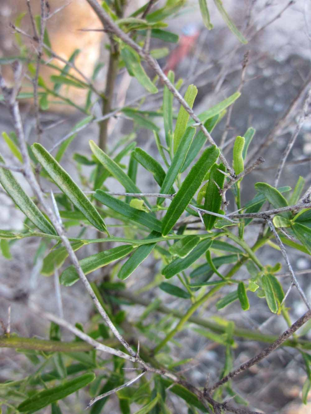            Shade leaves (Winter Haven, FL)   